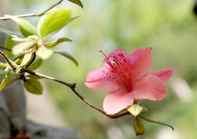 杜鵑花有毒，但可以入藥