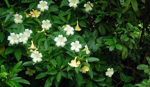 非洲茉莉可以改善家居風(fēng)水