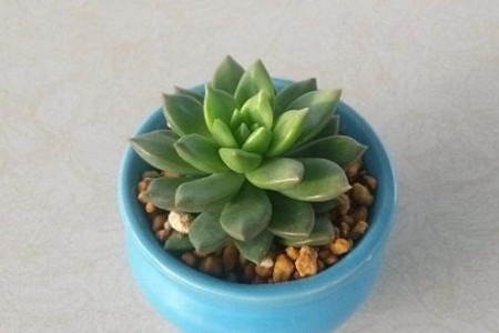 青麗