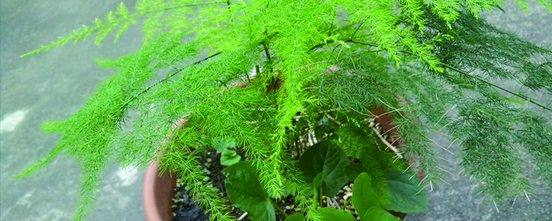養(yǎng)文竹有什么好處，有風水禁忌嗎