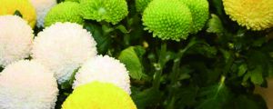 乒乓菊一年開幾次，花期是幾月