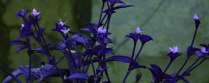 紫竹梅花開多久枯萎，花后怎么修剪和養(yǎng)護(hù)