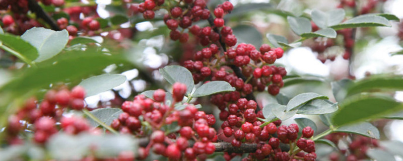 花椒樹(shù)苗什么時(shí)候種植（季節(jié)、行距、一畝多少顆？）