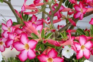 它們這“3種”花可不愛水，30天不澆也能長(zhǎng)，爆盆更容易！
