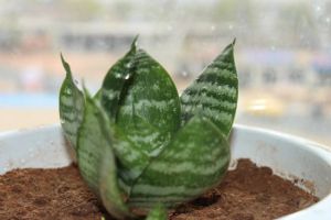 這幾樣好東西可是養(yǎng)花“寶貝”，給虎皮蘭用上，猛發(fā)芽攔不?。?></a><p class=