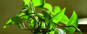 植物冬天可以施肥嗎（綠蘿、吊蘭……5種常見花施肥方法）