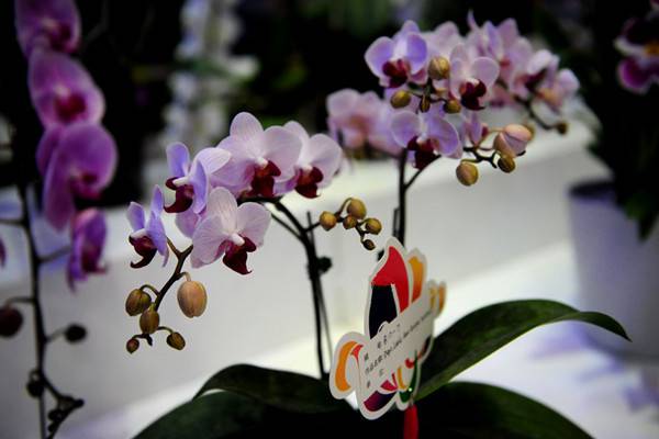 石斛蘭適合在室內種植嗎