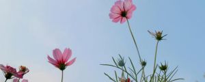 格?；ǖ降资鞘裁椿?，花語和寓意是什么