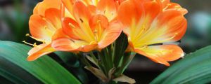 種什么植物旺財(cái)，客廳養(yǎng)什么植物風(fēng)水好