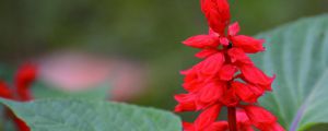 一串紅冬天會(huì)死嗎，冬天會(huì)開花嗎