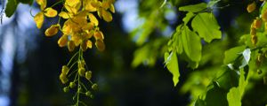 臘腸樹(shù)的養(yǎng)殖方法和注意事項(xiàng)