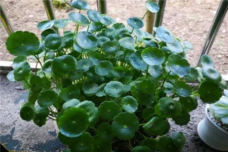銅錢(qián)草