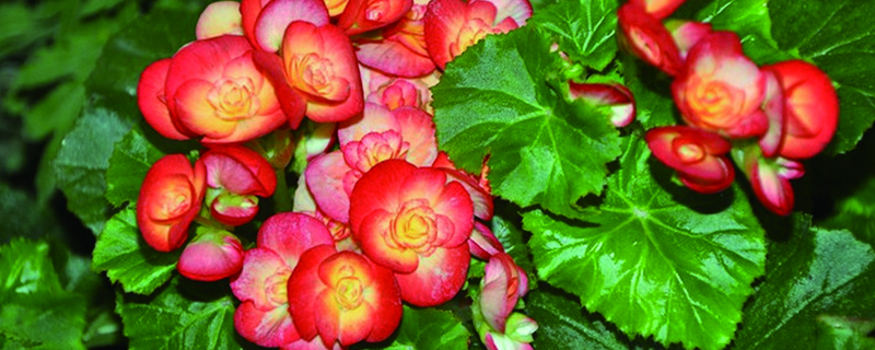 玫瑰海棠一年開(kāi)幾次花，花期如何養(yǎng)護(hù)