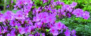 盆栽杜鵑花落葉怎么辦，是什么原因