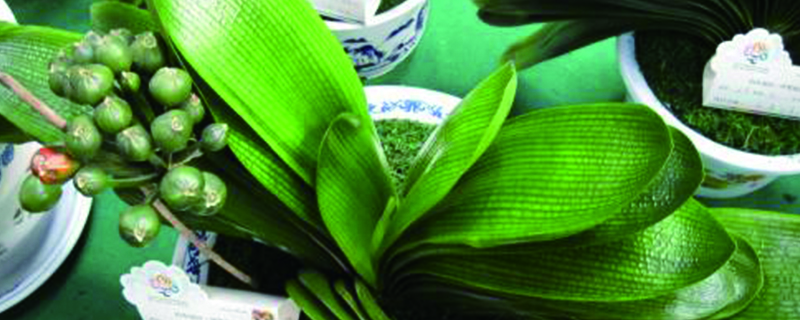 君子蘭用什么土最養(yǎng)根，用松針土的缺點