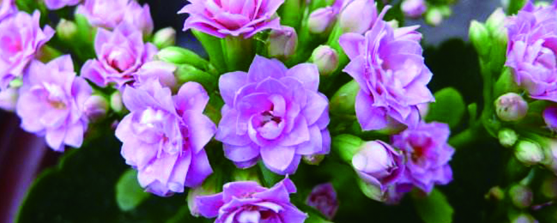 長壽花幾月份大修剪好，怎么修剪能開花