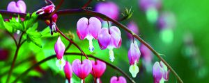 荷包牡丹一年開幾次花，花語是什么，花期怎么養(yǎng)護？