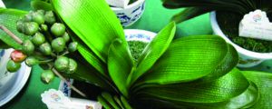 君子蘭用什么土最養(yǎng)根，用松針土的缺點