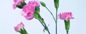 康乃馨多少錢一朵，適合送什么人