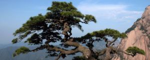 冬天的松樹是什么樣的，生長在什么地方