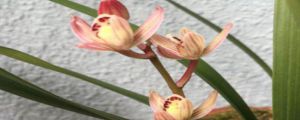 什么蘭花最好養(yǎng)，適合新手養(yǎng)又好看的品種