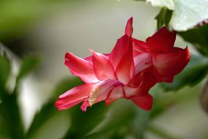 冬天養(yǎng)這種“花”，越冷開越旺，一盆開花將近200朵！