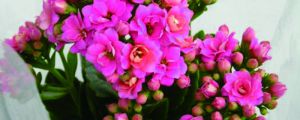 長壽花怎么養(yǎng)，在室內(nèi)養(yǎng)有毒嗎