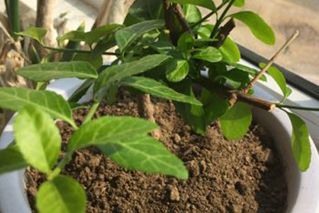 藍莓樹