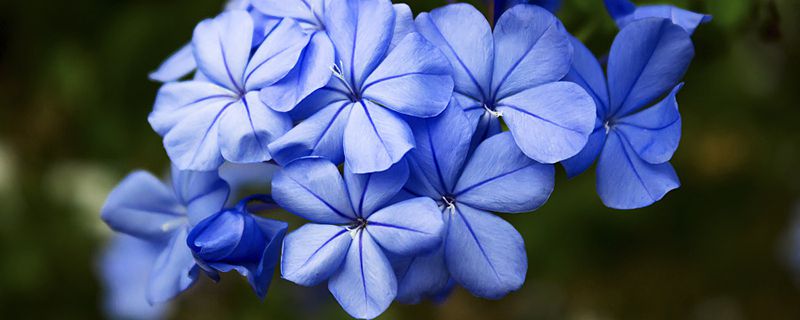 盆栽藍(lán)雪花的養(yǎng)殖方法：種植、澆水、扦插和養(yǎng)護(hù)