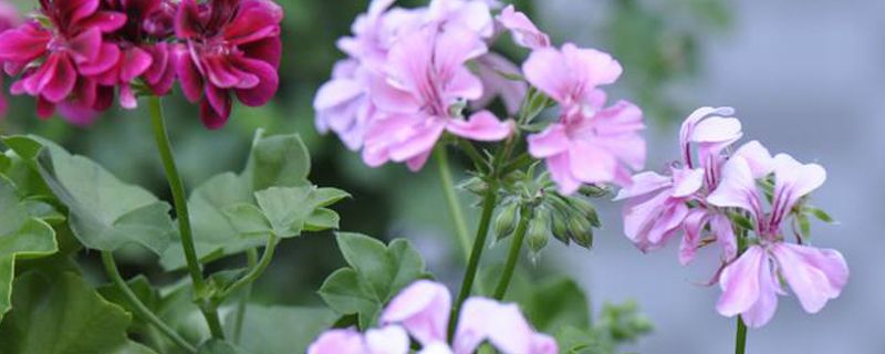 天竺葵花語和象征：白色、紅色天竺葵的花語分別是什么