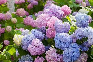 花市買的“繡球花”種子，拿給朋友看，卻被說(shuō)太傻，上當(dāng)了？