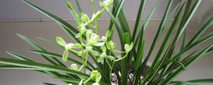 建蘭什么時(shí)候開花，養(yǎng)殖方法是怎樣的？