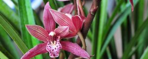 中國(guó)蘭指的是哪些蘭花，與洋蘭的區(qū)別是什么？