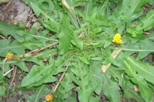 天冷就吃這種“野菜”，種子撒一把，30天長成一盆