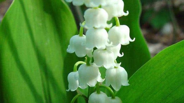 天冷就養(yǎng)“它”，最適合冬天種，特耐寒，東北的朋友也能養(yǎng)！