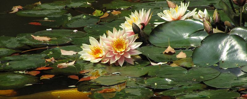 睡蓮花語(yǔ)是什么，送睡蓮代表什么意思？