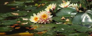 睡蓮花語是什么，送睡蓮代表什么意思？