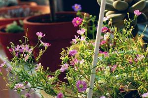 梔子花冬天養(yǎng)，用這“2招”，不黃葉干枯，來(lái)年花苞躥！