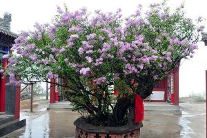 養(yǎng)花就用“它們”，抓一把扔土里，開出100朵花骨朵