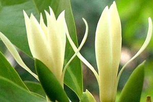 別光知道養(yǎng)吊蘭！試試這1種“花”，花期長，開花整個院子香噴噴！