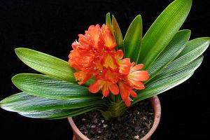 幫君子蘭“開(kāi)花”，只用一個(gè)“塑料袋”，花箭蹭蹭冒！