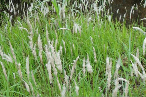 白給都不要的“雜草”，根卻比豬肉還貴，看見后別再用腳踩了