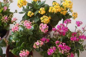 “長壽花”爛根怎么辦？“咔嚓”剪1刀，重新插土里就能活