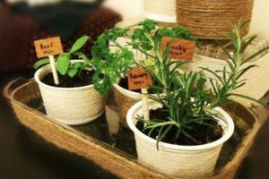 冬天冷颼颼，澆水不注意這3點(diǎn)，植物黃葉、爛根給你看！