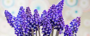 葡萄風(fēng)信子種球怎么種，什么時(shí)候種