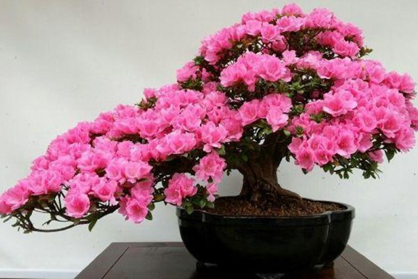 這“3種”花，適合養(yǎng)在家，花能開(kāi)滿(mǎn)枝，一活就是好幾十年！