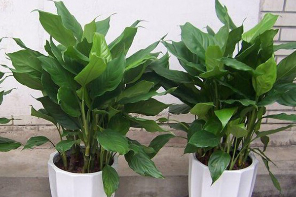 讓花長(zhǎng)得壯的3種“重口味”肥料，灑1勺，植物葉子肥大綠油油！