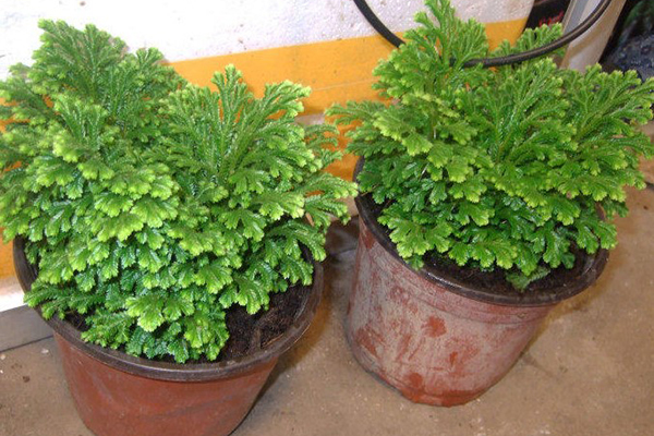山坡上挖1棵“它”，放盆里養(yǎng)，3個(gè)月不澆水，活得好好的