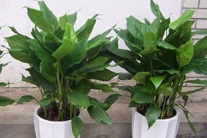 讓花長(zhǎng)得壯的3種“重口味”肥料，灑1勺，植物葉子肥大綠油油！