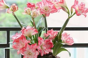 這種“花”，比綠蘿好養(yǎng)，花比牡丹還好看，秋天最適合